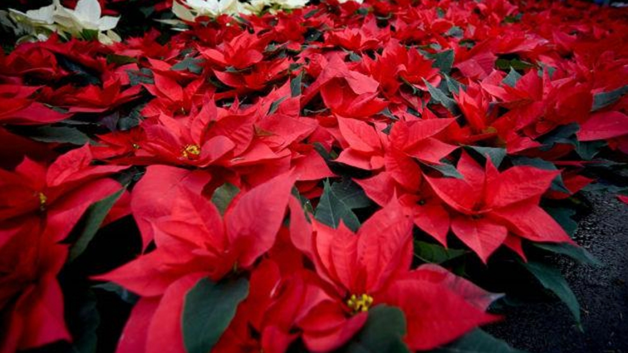 Pesé a pandemia, apuestan a venta de flor Noche Buena