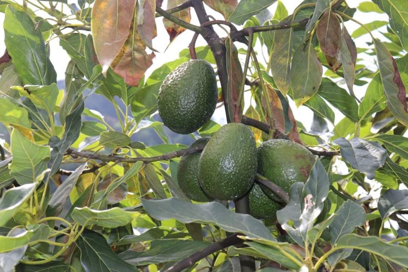 Aguacate de la sierra de Guerrero será comercializado en Europa