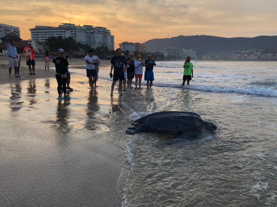 Tortuga Laúd causa asombro en turistas, en playa El Palmar