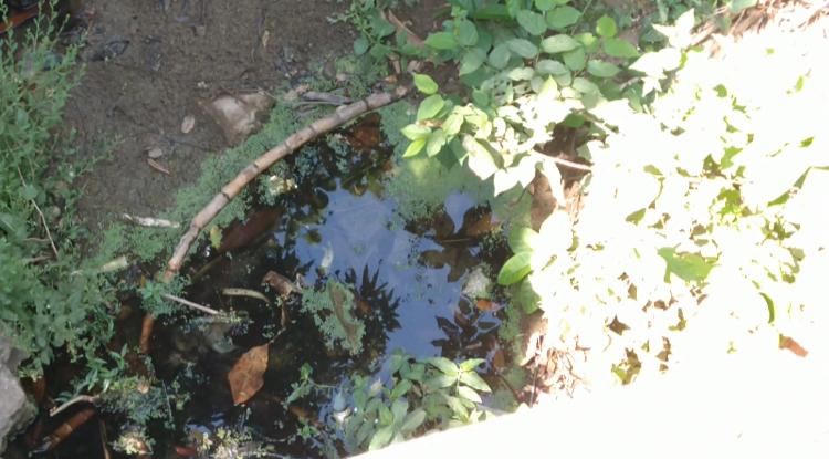 Denuncian derrame  de aguas negras en arroyo El Mesón