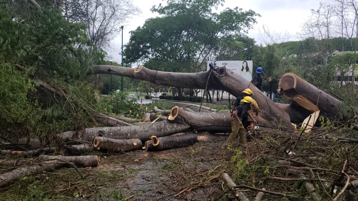 Accidentes viales y caída de una parota, saldo de la lluvia de esta madrugada