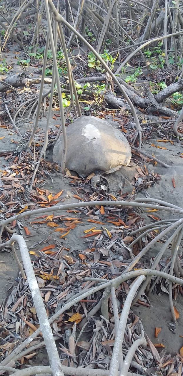 Termoeléctrica de Petacalco, sigue matando tortugas, denuncian pescadores