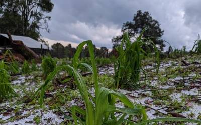 Granizada destruye cosechas en Pocitos del Balcon