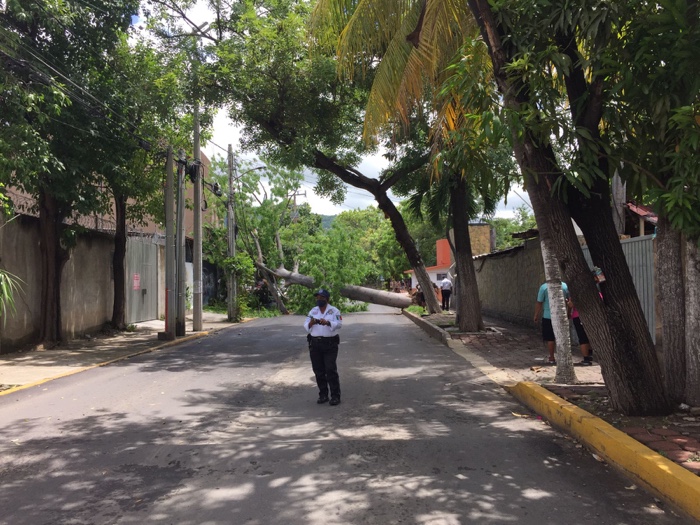 Cae Ceiba en avenida La Boquita, provoca cierre de circulación y corte de energía eléctrica