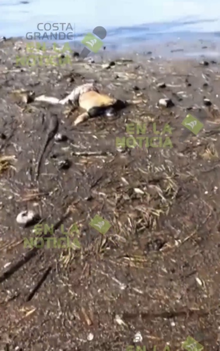 Localizan a uno de seis pescadores desaparecidos, flotaba su cuerpo