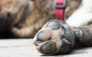 Continúa envenenamiento de perros y gatos en Arrecife