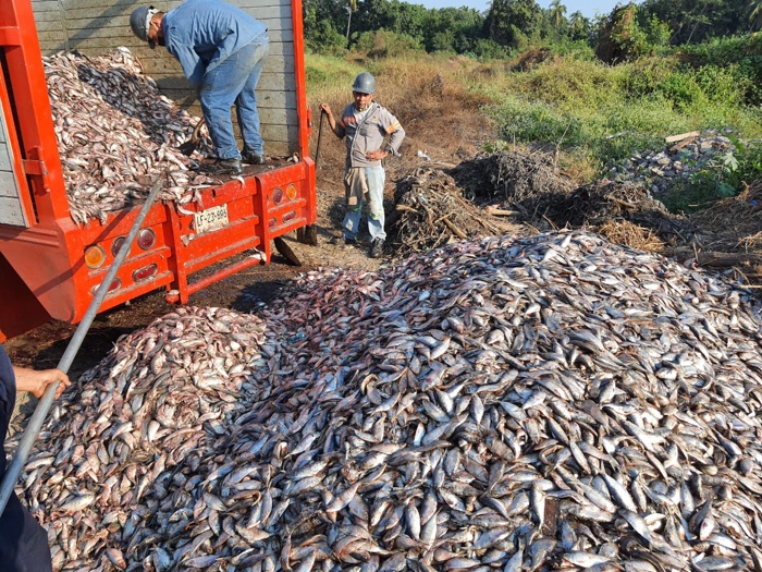 Muerte de peces  en Petacalco, por fenomeno natural; revela Semaren