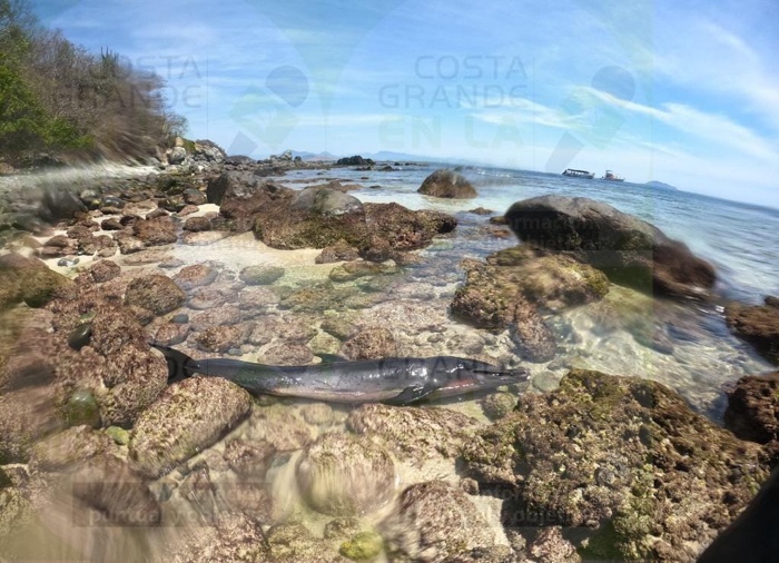 Aparece muerto cría de delfín en playa de Zihuatanejo