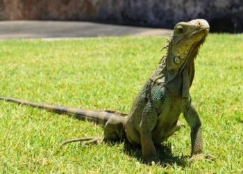 Piden señalética de fauna en zona hotelera I de Ixtapa