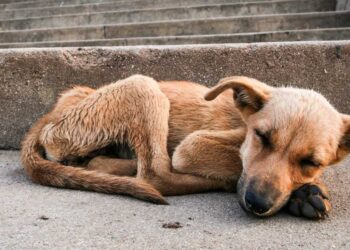Estiman que 10 mil animales domésticos son callejeros en Zihuatanejo