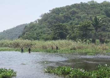Alertan la presencia de lagarto en río de Pantla