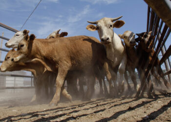 Desde 2016 sin apoyos a ganaderos en Zihuatanejo, lamenta sector &nbsp;