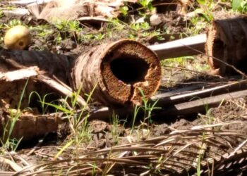 Plaga conocida como mayate prieto mata hasta 100 palmas de coco al año en Zihuatanejo