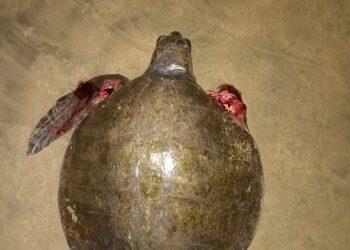Permanece problema de perros que atacan tortugas en playa Blanca