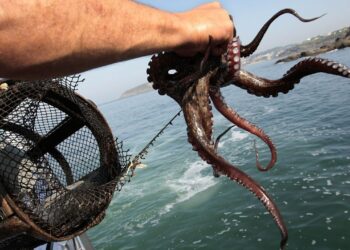 Pulpo y caracacol, alternativa de venta para buzos