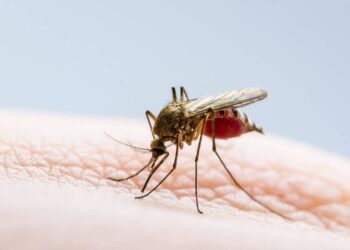 Costa Grande se mantiene 8 meses, sin dengue