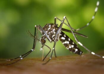 Costa Grande se mantiene con cero contagios de dengue&nbsp;&nbsp;&nbsp;&nbsp;&nbsp;&nbsp;&nbsp;&nbsp;