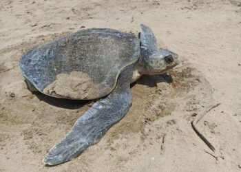 El humano, principal depredador de tortugas en playa Blanca