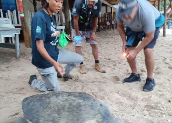 Contabilizan 41 nidos de carey en la Isla de Ixtapa