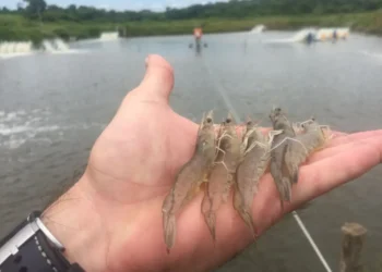 En Zihuatanejo se cría camarón de mar; producen 36 toneladas