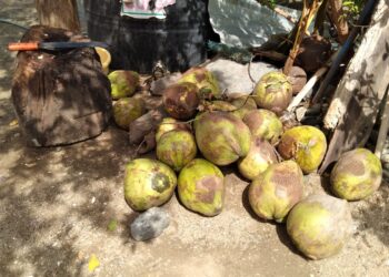 En verano, incrementó la demanda de coco en Ixtapa-Zihuatanejo
