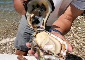 Se activa la venta de ostión en el Pacífico&nbsp;