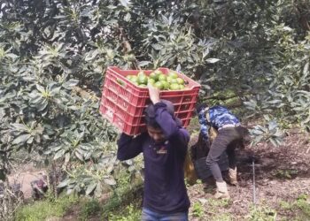 PRODUCTORES DE AGUACATE DE LA SIERRA DE COYUCA, VEN OPORTUNIDAD ECONÓMICA EN CONVOCATORIA DE NEGOCIOS LOCALES EN ZIHUATANEJO