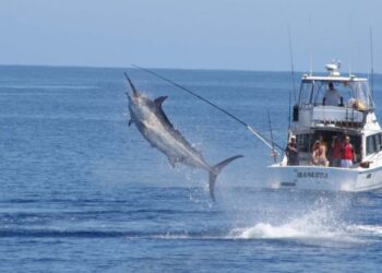 Lancheros mantienen esperanza de una buena temporada en diciembre