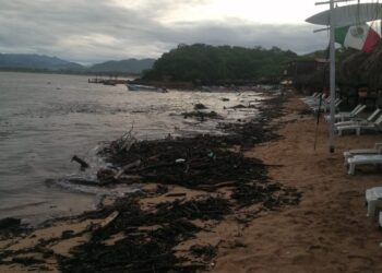 Lluvia arrastra basura orgánica en la Isla de Ixtapa