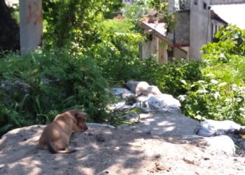 Denuncian proliferación de perros callejeros en colonia Convergencia