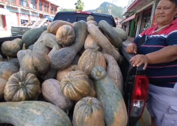 Esta temporada hubo poca producción de calabaza criolla