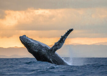 Se aprueban nuevos sitios de avistamiento de ballenas en áreas restringidas de Tecpan de Galeana y Acapulco