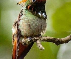 En peligro Colibrí Cresta Coqueta endémico de Atoyac