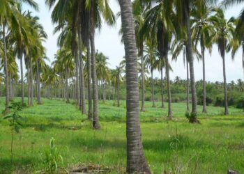 Urgen agricultores del coco, que se aplique resiembras de cocoteros