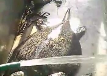 CFE continúa matando tortugas en termoeléctrica de Petacalco 