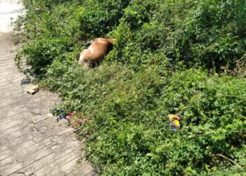 Denuncian envenenamiento de perros y gatos en Infonavit El Hujal