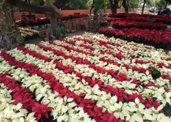 Comienza venta de la flor de nochebuena en Zihuatanejo