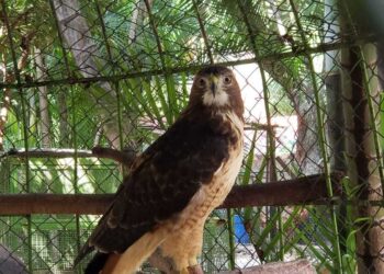 Se realiza con éxito la liberación de un Halcón Cola Roja en el ejido de Llanos de Tepoxtepec