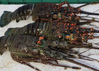 Buzos aseguran que se logró la reproducción de Langosta