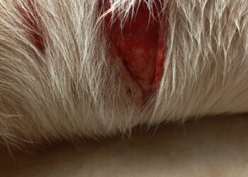 Denuncia ataque de perros en Ixtapa