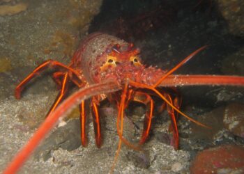 Explotación de litorales, cambio presencia de fauna marina en Zihuatanejo 