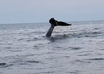 Ballena se enreda en red de pesca, denuncian en Zihuatanejo &nbsp;
