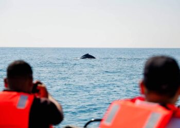 PROFEPA monitorea ballena reportada enredada en red de pesca