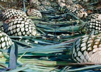 Productores de Mezcal sin certificado parcelario, alejados de apoyos