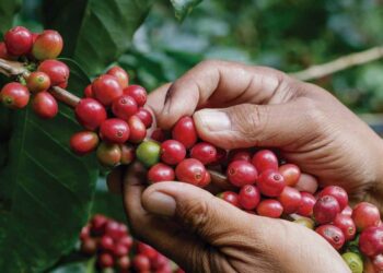 Baja producción de café una barrara para la exportación