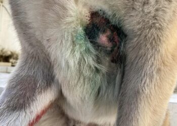 Cocodrilo ataca a un perro en unidad habitacional de Ixtapa