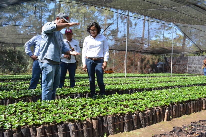 asesoria-productores-cafe-atoyac-gro-gob.jpg