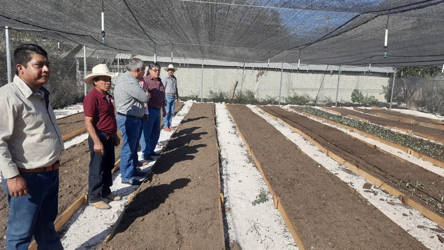 semaren-vivero-comunitario-gro_chilpancingo.jpg