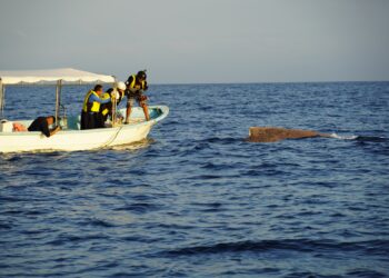 Ayuntamiento de Petatlán, acuerda acciones del cuidado de la vida silvestre marina
