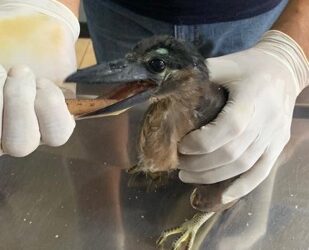 Rescatan un ave acuática bebé y la llevan al Parque Papagayo para su cuidado y resguardo